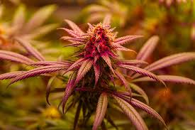 The Ultimate Guide to Godfather OG Seeds Elevate Your Cannabis Experience The Ultimate Guide to Godfather OG Seeds Elevate Your Cannabis Experience