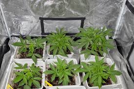 The Ultimate Guide to Godfather OG Seeds Elevate Your Cannabis Experience The Ultimate Guide to Godfather OG Seeds Elevate Your Cannabis Experience
